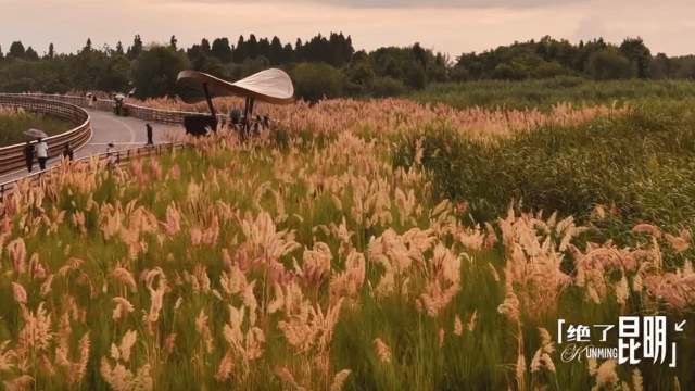 【開屏早知道】23家合格<strong></p>
<p>游泳池</strong>！昆明公示8月游泳池水質檢測情況:游泳池